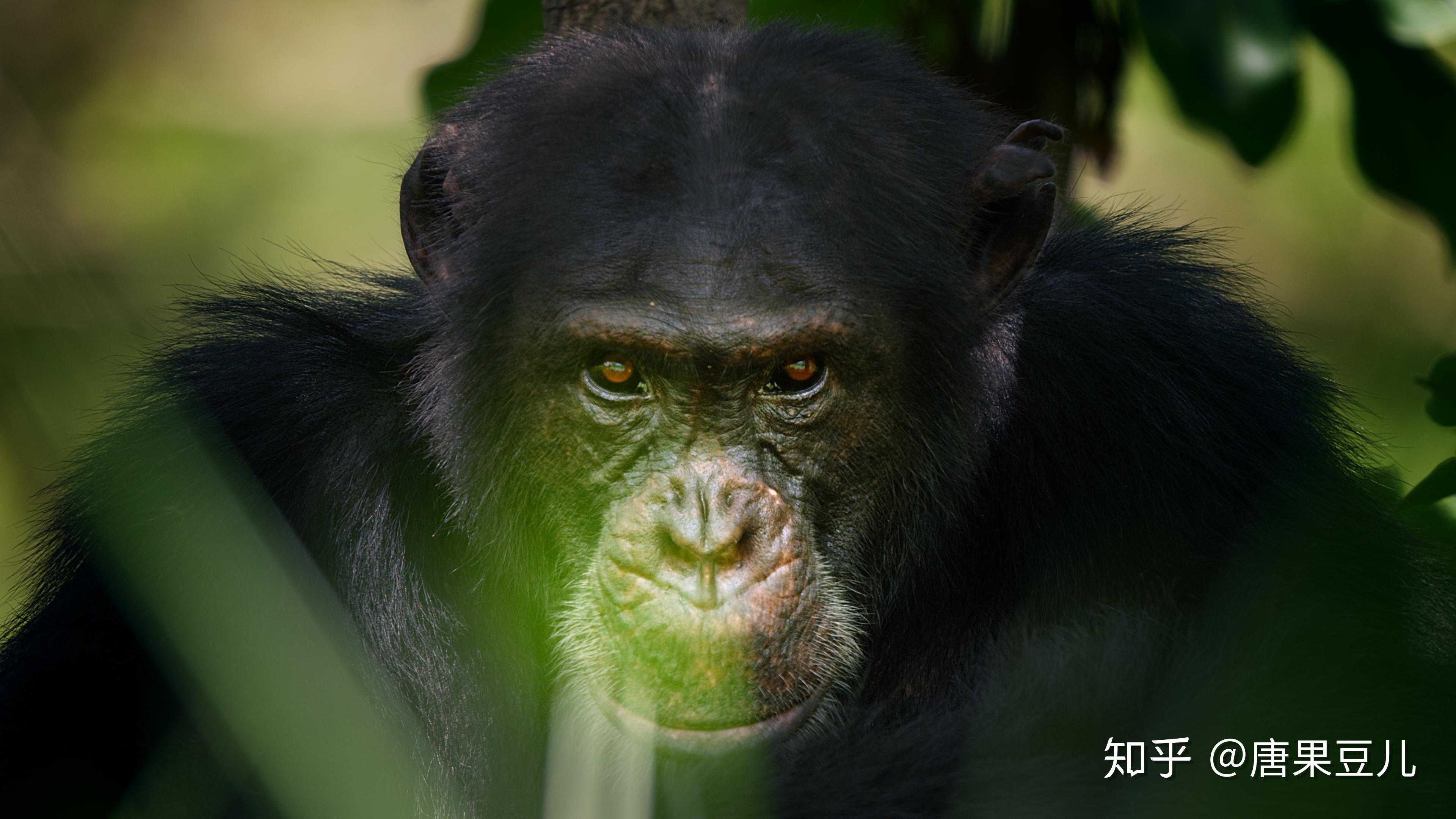 塞内加尔碾压马赛，格纳布里一己之力扛起全队